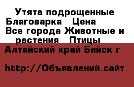 Утята подрощенные Благоварка › Цена ­ 100 - Все города Животные и растения » Птицы   . Алтайский край,Бийск г.